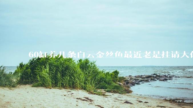 60缸养几条白云金丝鱼最近老是挂请大佬帮我看看?